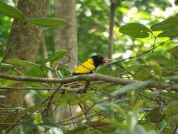 Image of Black-hooded Oriole