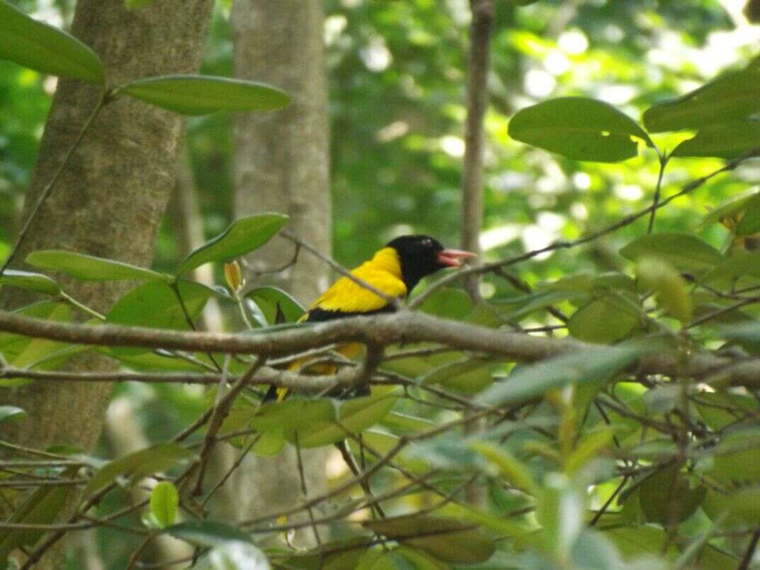 Image of Black-hooded Oriole