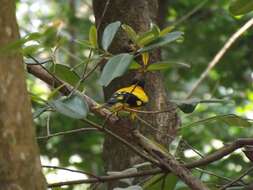 Image of Black-hooded Oriole