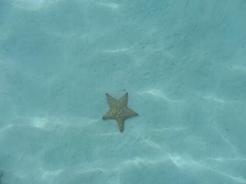 Image of Red cushion sea star