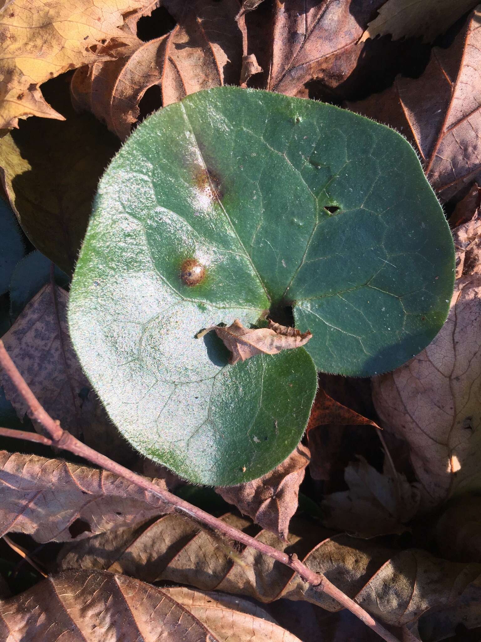 Image of Puccinia asarina Kunze 1817