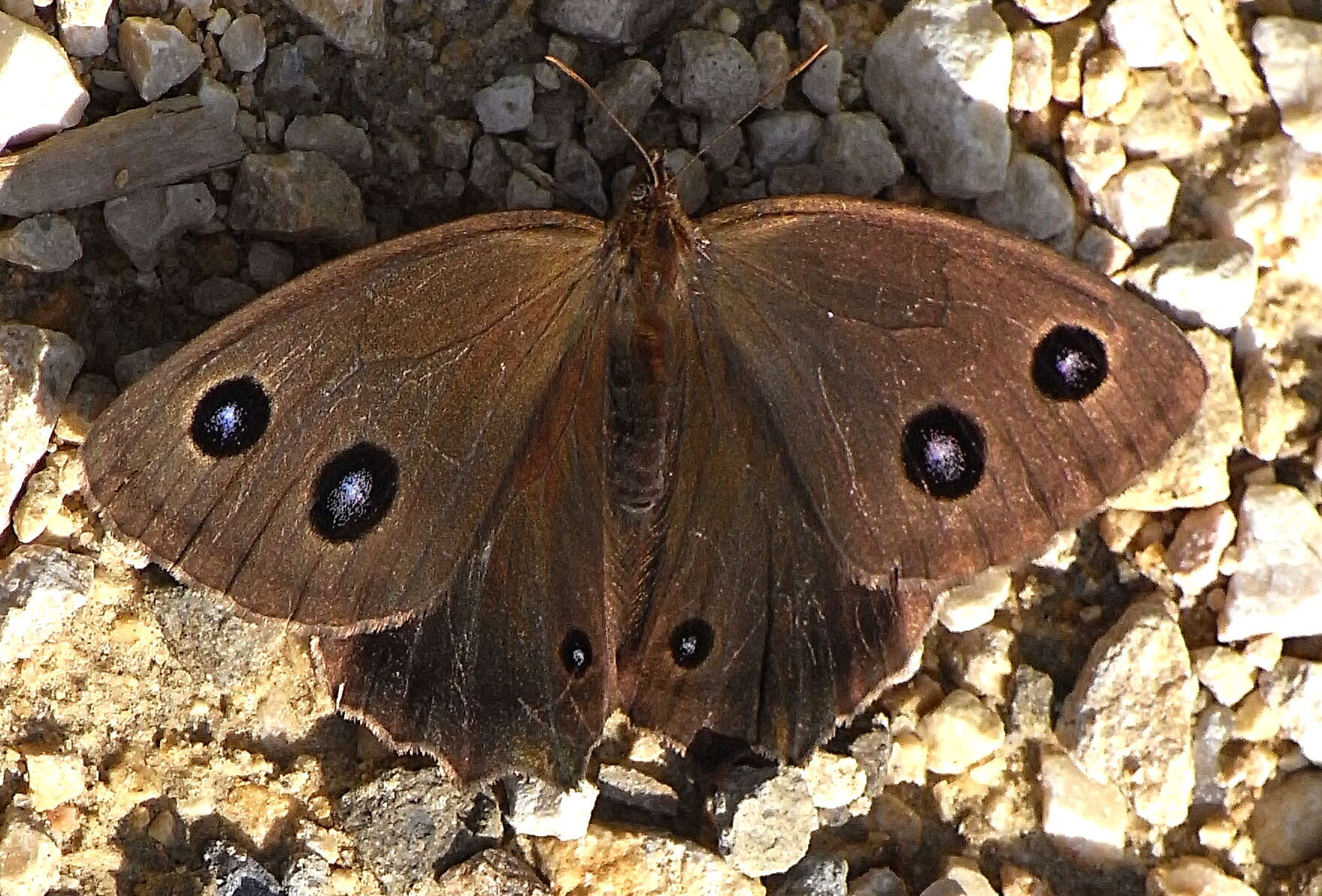 Image of Minois dryas