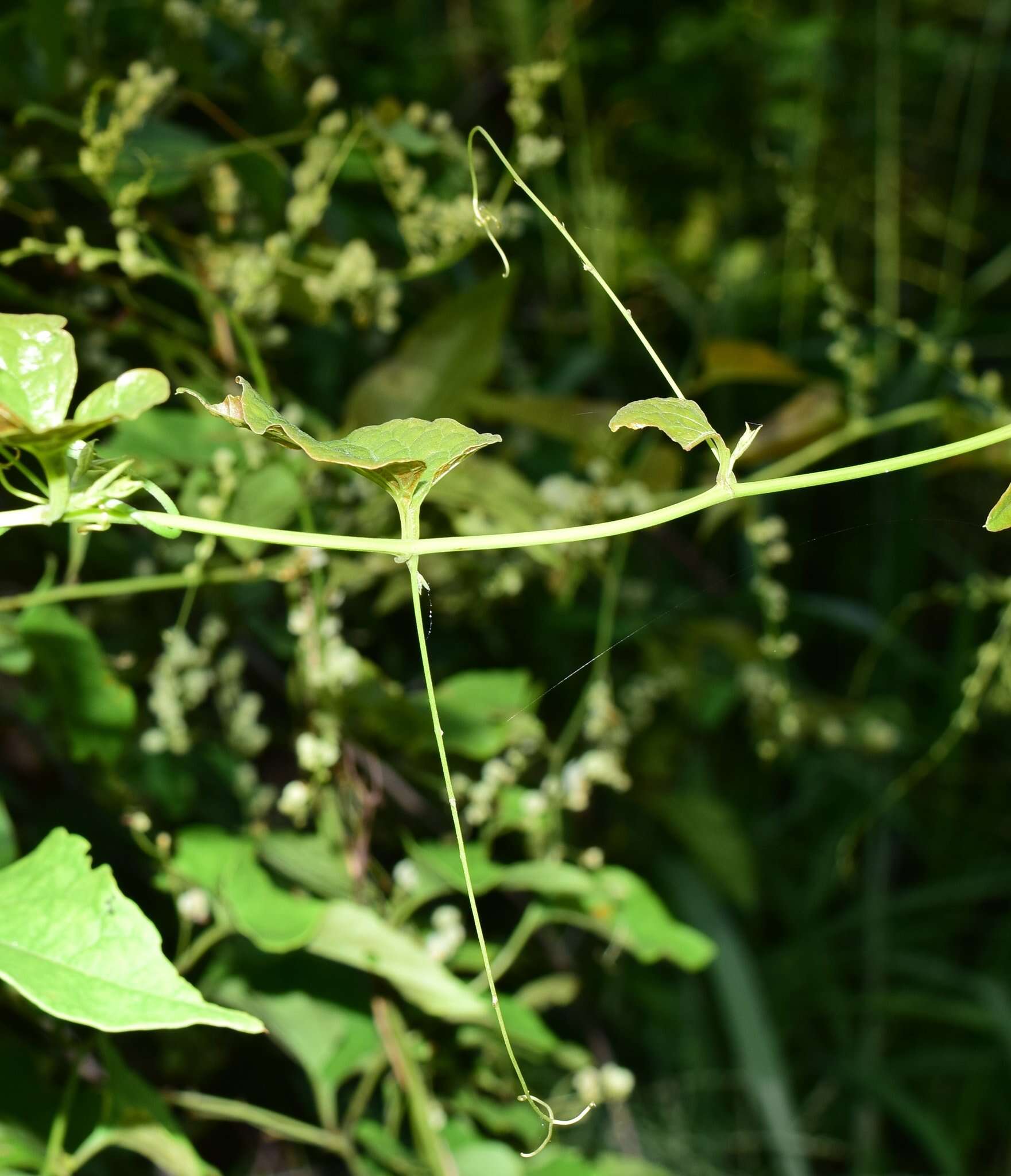 Image of Antigonon flavescens S. Wats.