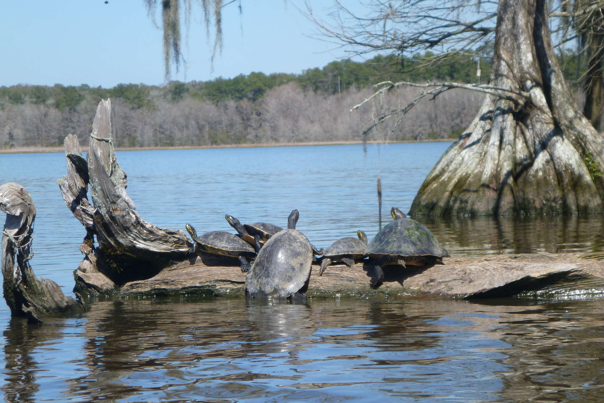 Image of Florida Cooter