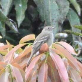 Image of Lesser Elaenia