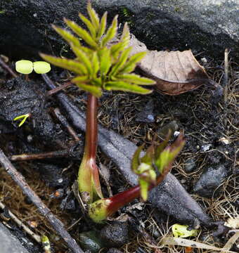 Image of kneeling angelica