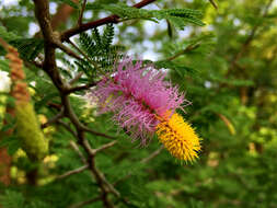 Imagem de Dichrostachys cinerea (L.) Wight & Arn.