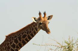 Image of Giraffe