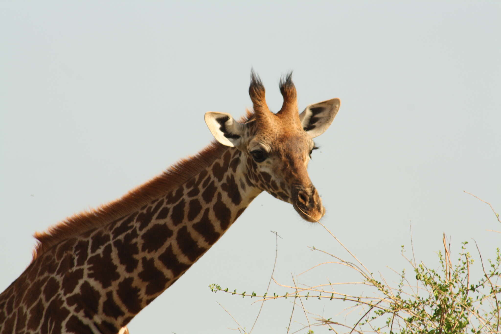 Image of Giraffe