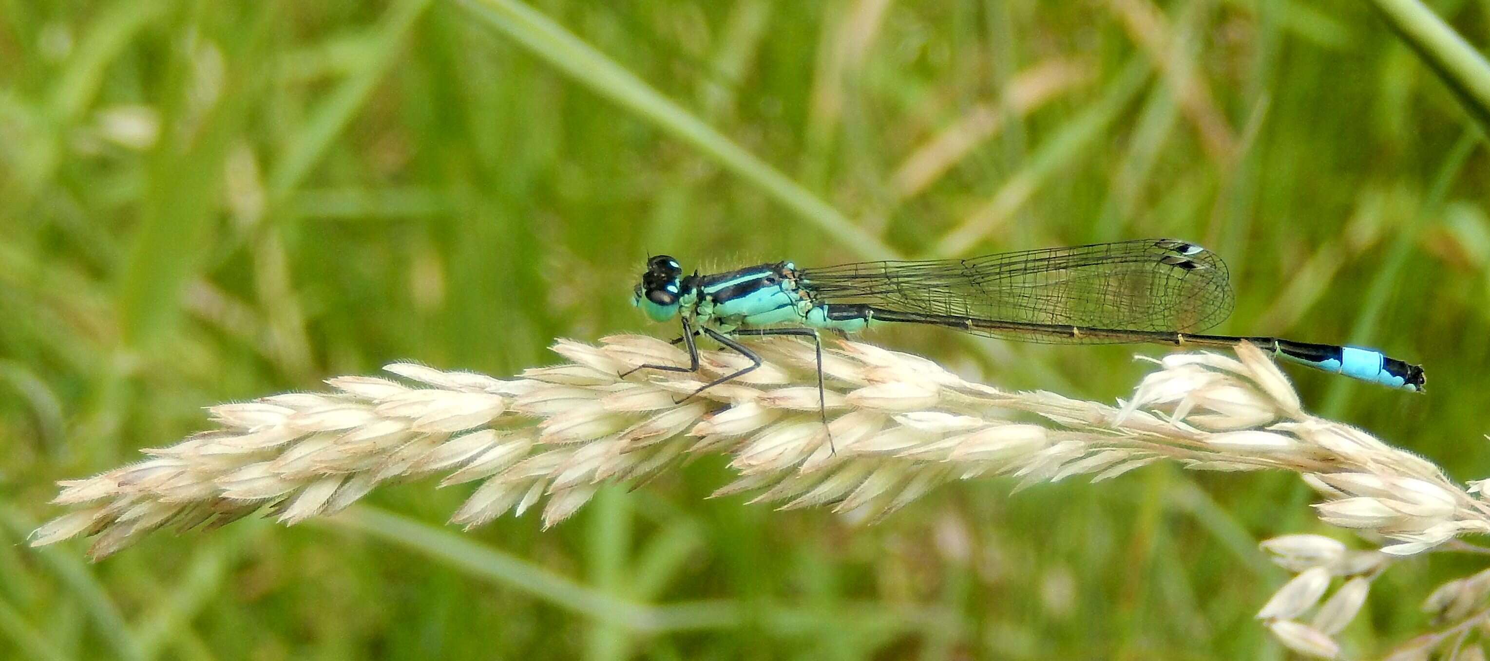 Imagem de Ischnura elegans (Vander Linden 1820)