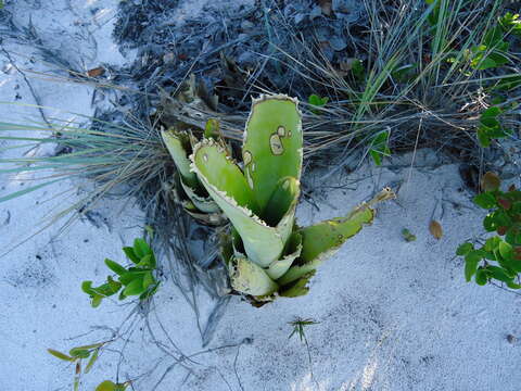 Image de Hohenbergia littoralis L. B. Sm.