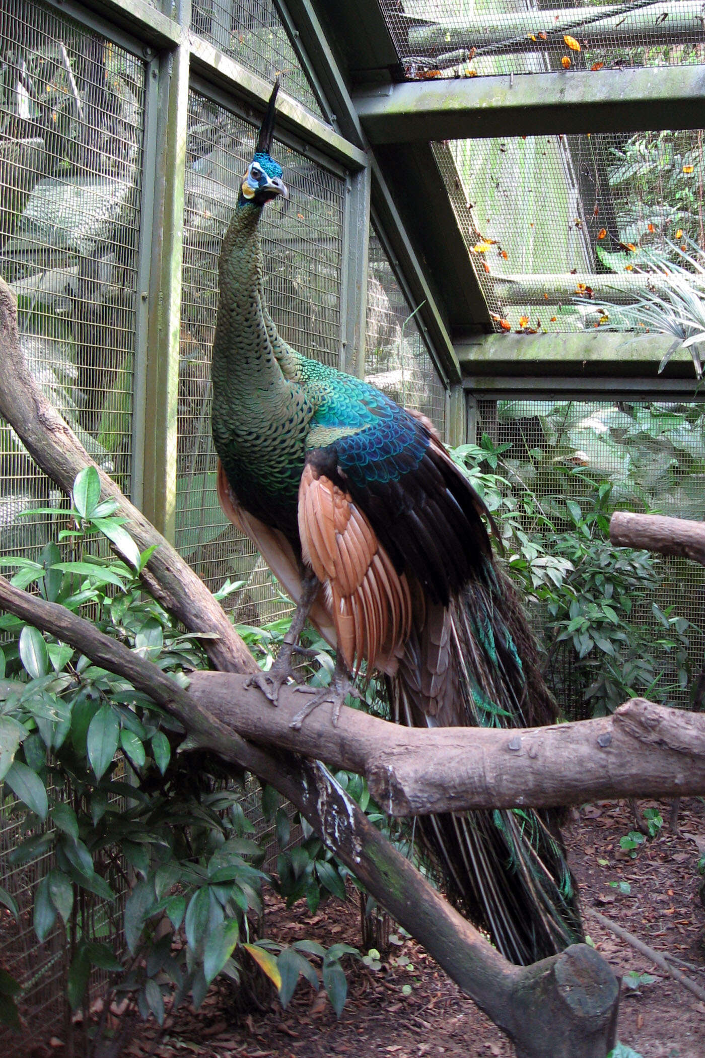 Image of Green Peafowl