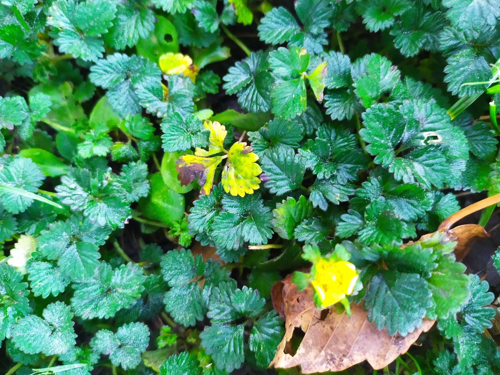 Image of Phragmidium mexicanum (Mains) H. Y. Yun, Minnis & Aime 2011