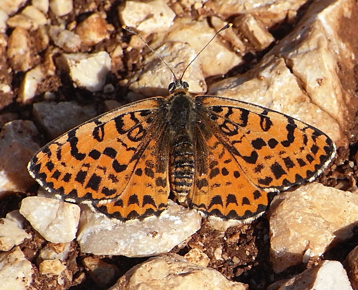 Image de mélitée orangée