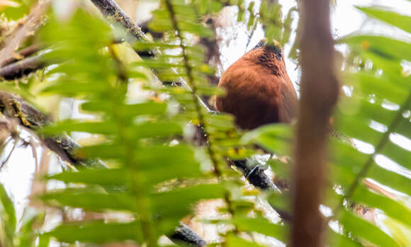 Image of Rufous Spinetail