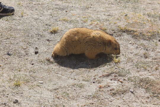 Image of Himalayan Marmot