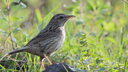 Anthus sylvanus (Hodgson 1845) resmi