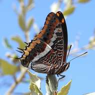 Image of Two-tailed Pasha