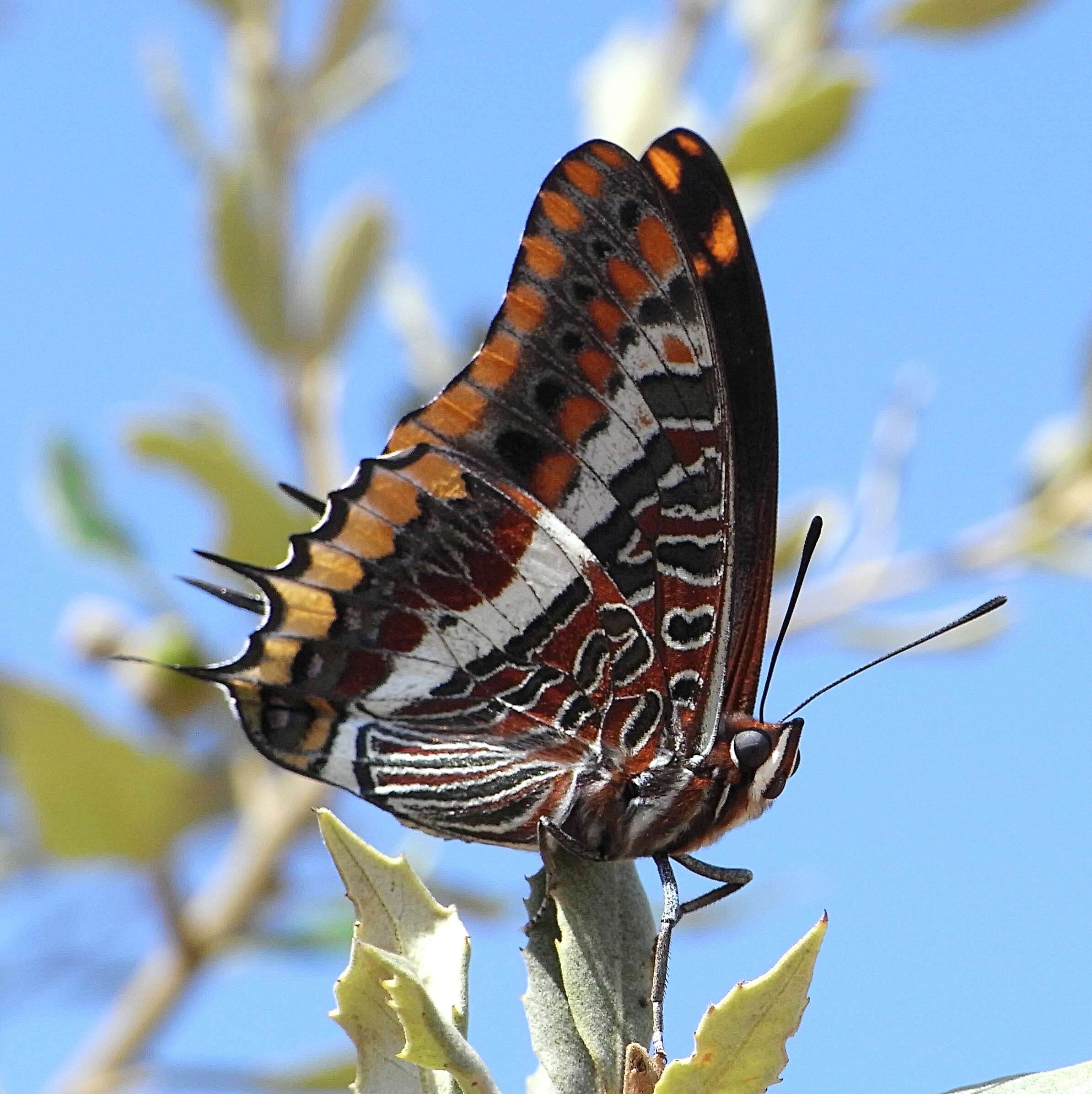 Charaxes jasius Linnaeus 1767的圖片