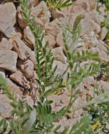 Image of silky sophora