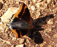 Charaxes jasius Linnaeus 1767的圖片