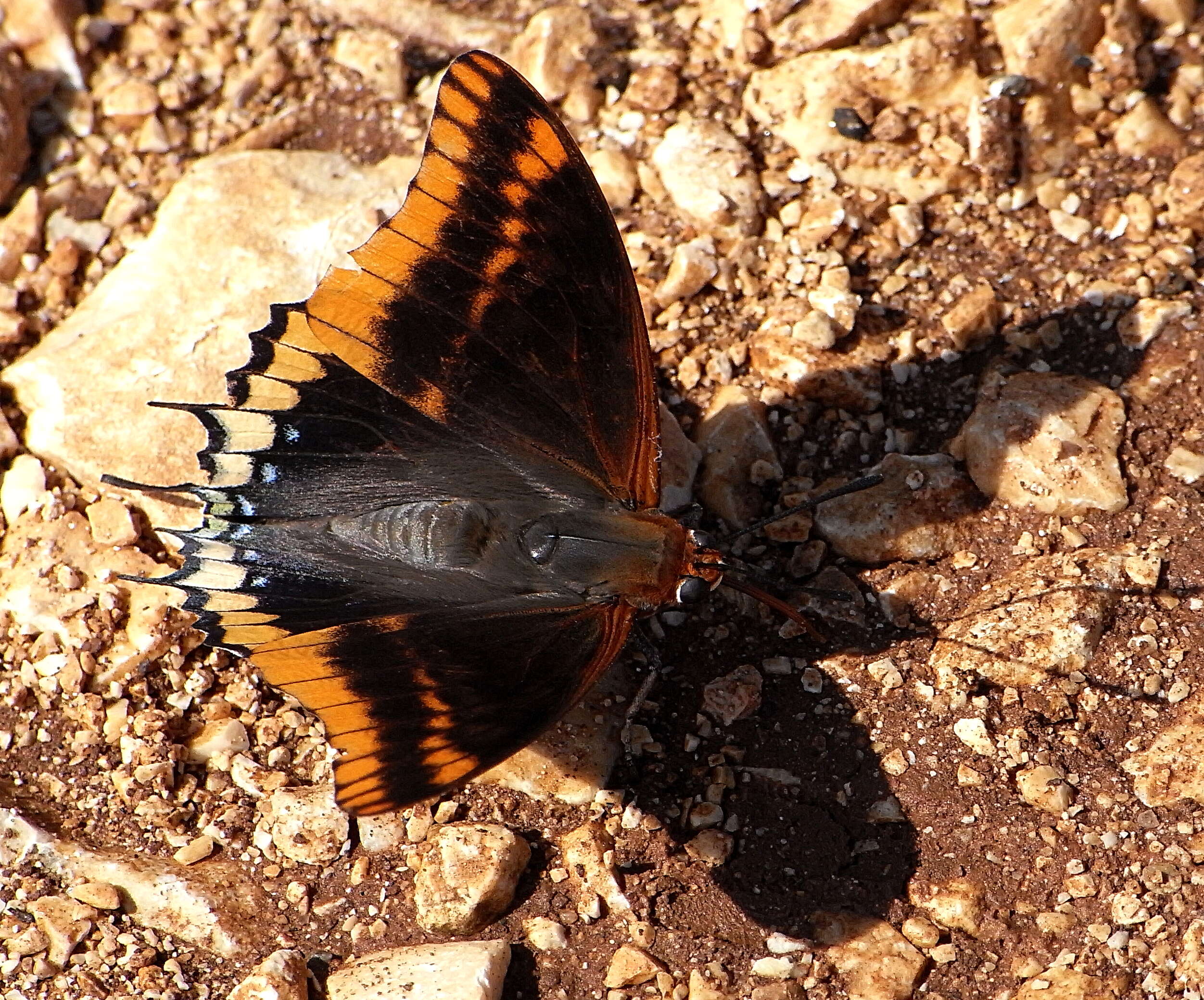 Image of Two-tailed Pasha