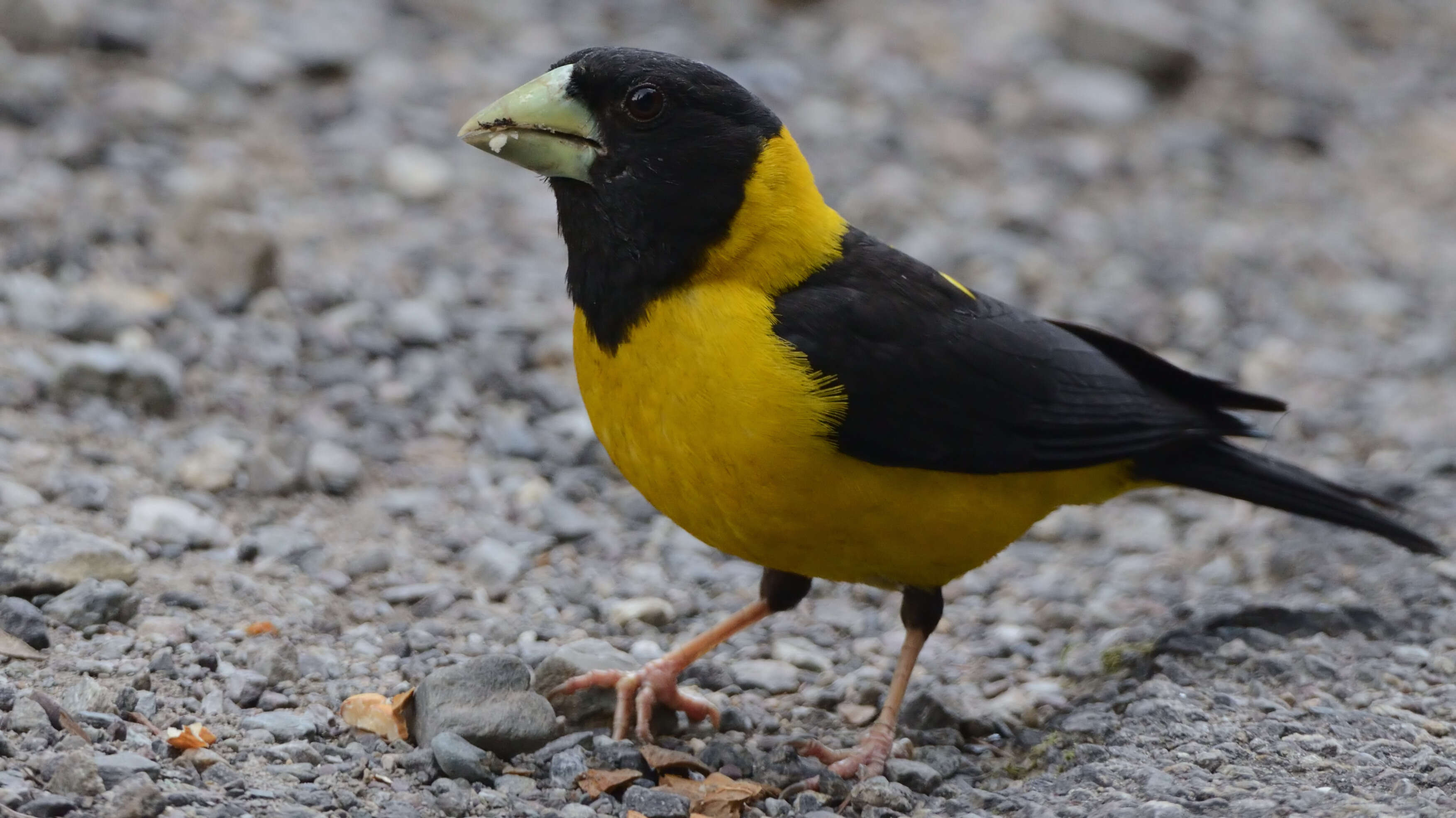 Image of Black-and-yellow Grosbeak