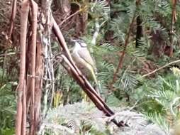 Image of Strong-billed Honeyeater