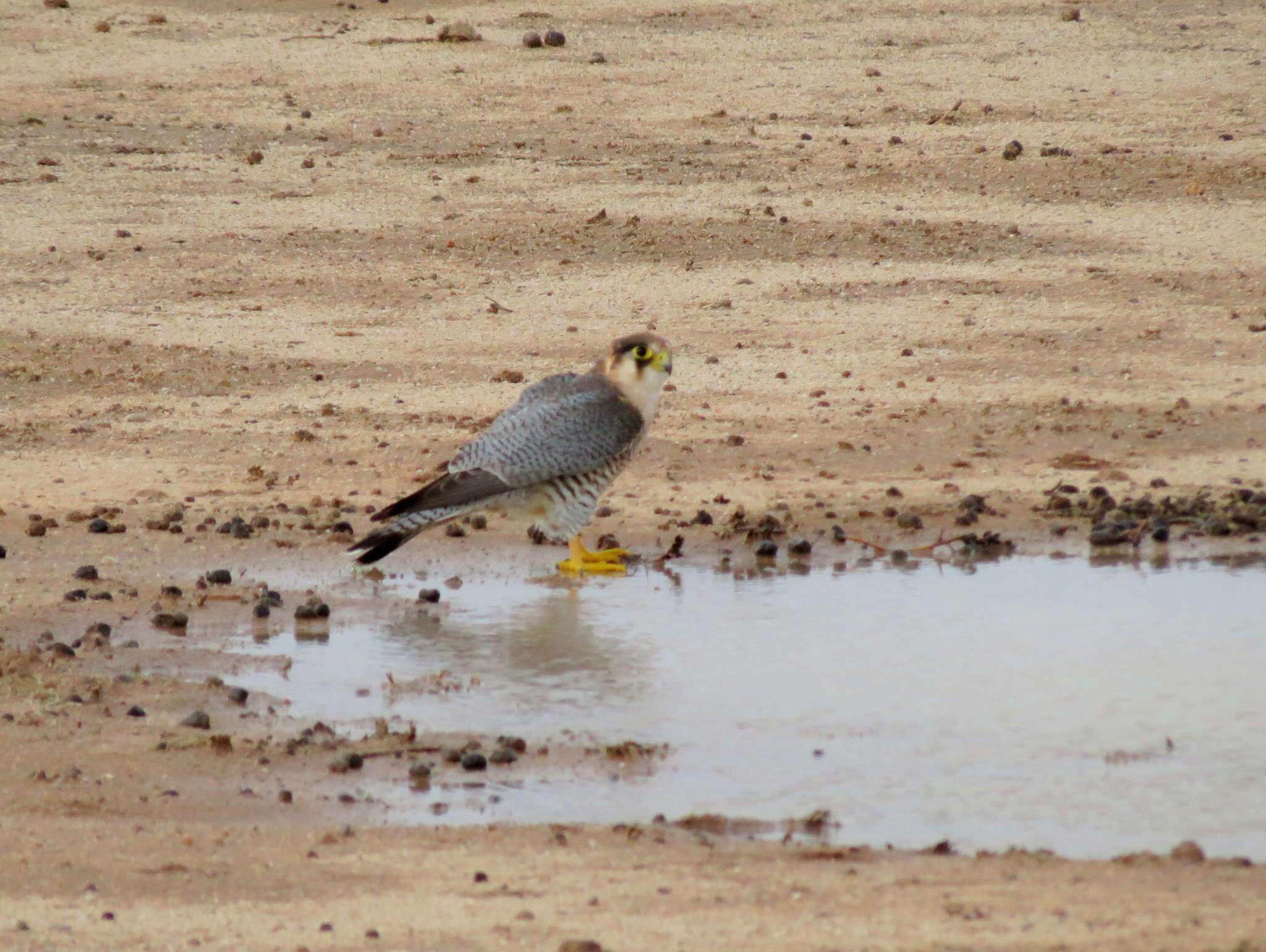 Image of Falco chicquera horsbrughi Gunning & Roberts 1911