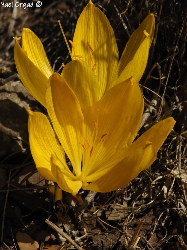 Image de Sternbergia clusiana (Ker Gawl.) Ker Gawl. ex Spreng.