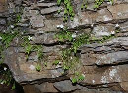 Image of Claytonia arkansana Yatsk., R. Evans & Witsell