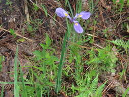 Image of savannah iris