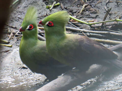 Image of Green Turaco