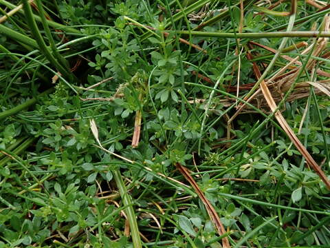 Image of heath bedstraw