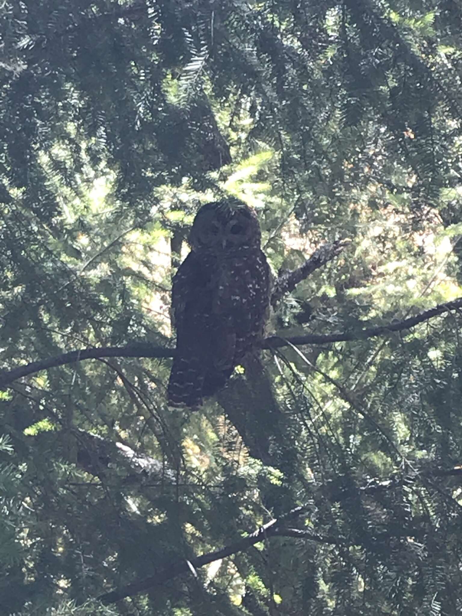 Image of Spotted Owl