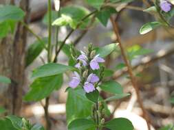 Image of Justicia breviflora (Nees) Rusby