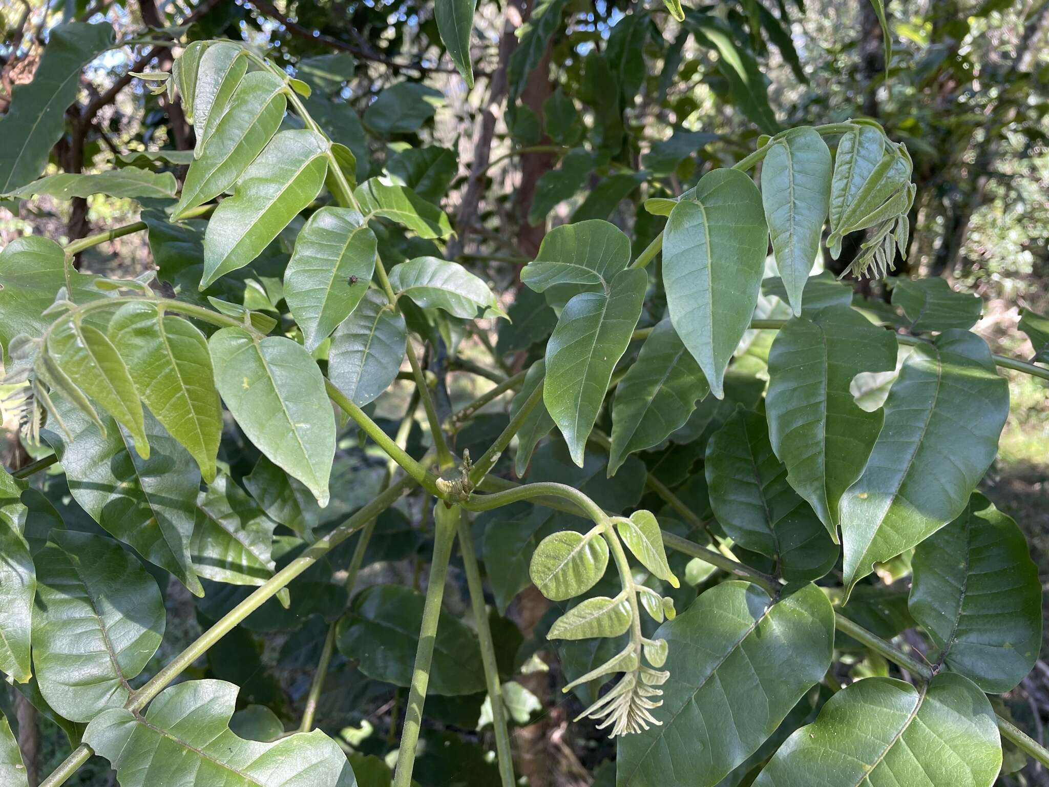 Dysoxylum mollissimum subsp. molle (Miq.) D. J. Mabberley的圖片