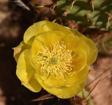 Image of Opuntia phaeacantha var. major Engelm.