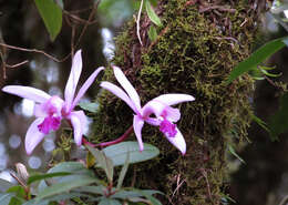 Imagem de Cattleya intermedia Graham ex Hook.