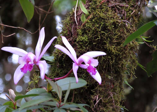 Image of Cattleya intermedia Graham ex Hook.