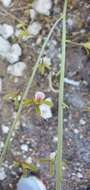 Image of Grass-Leaf Wild Coco