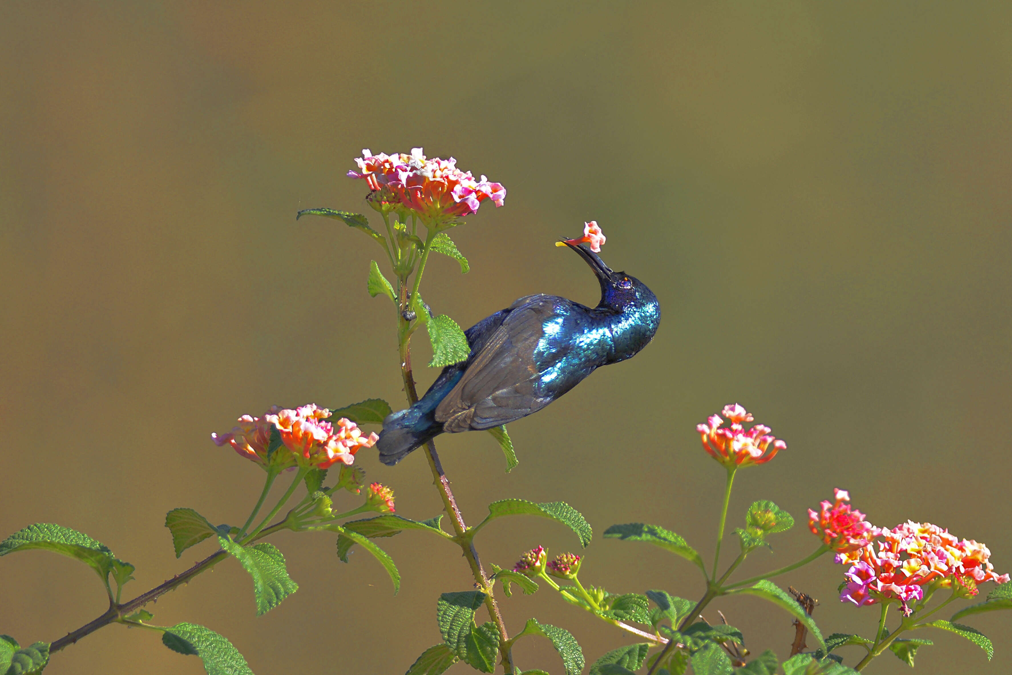 Image of Purple Sunbird