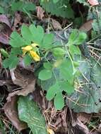 Image of Corydalis ochotensis Turcz.