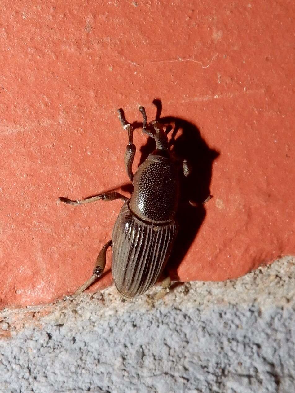 Image of Banana Root Borer