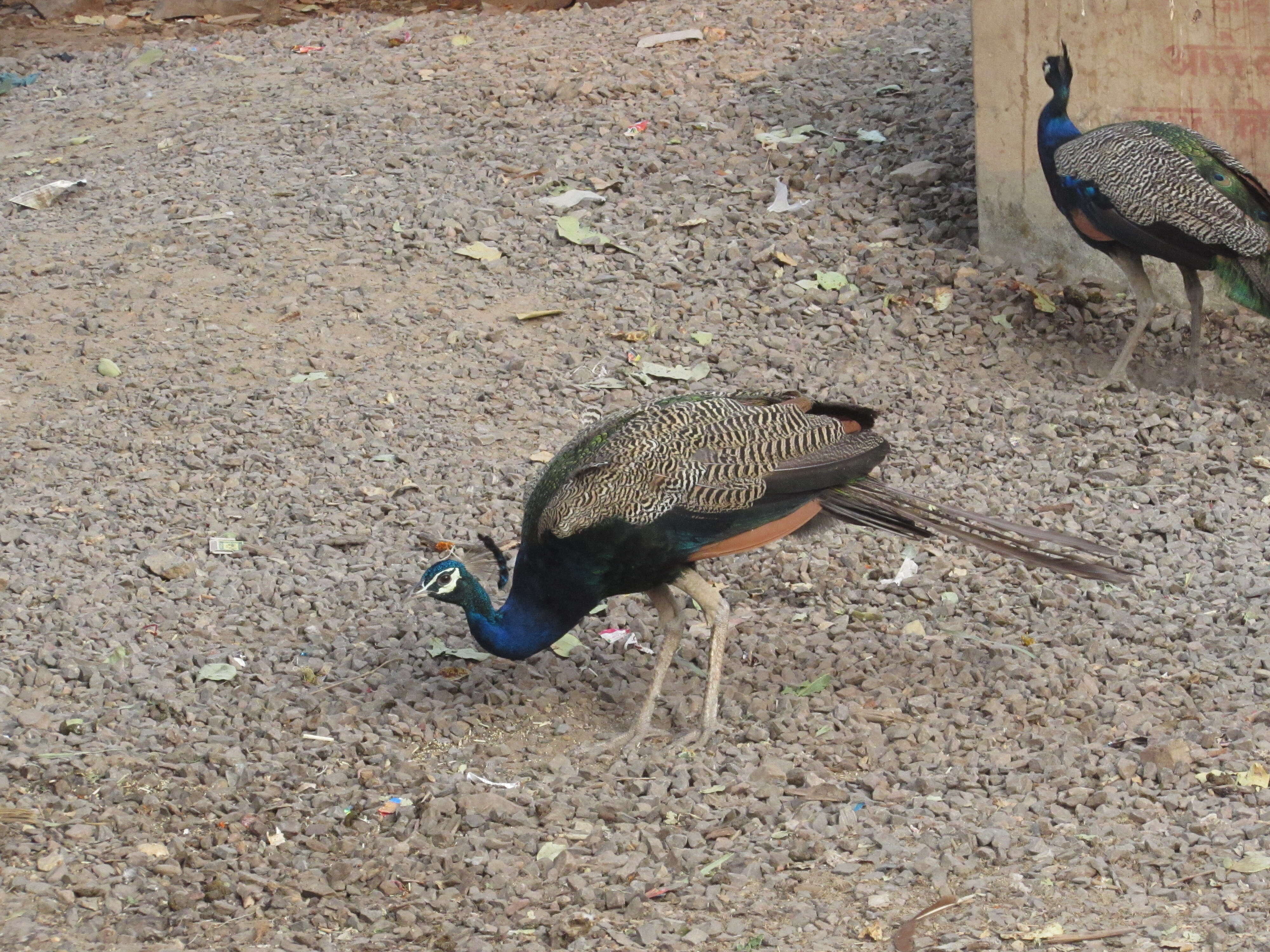 Image of Asiatic peafowl