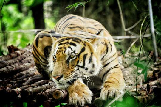 Image of Bengal Tiger