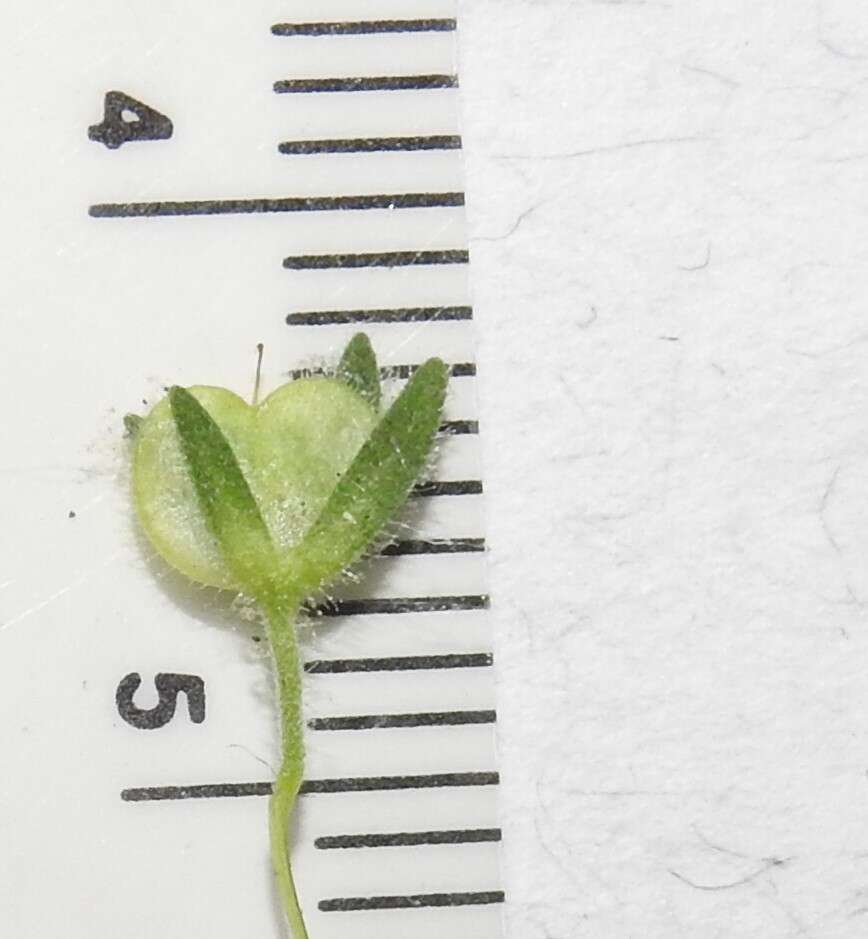 Image of Dillenius' speedwell