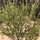 Image of Leucopogon cordifolius Lindl.