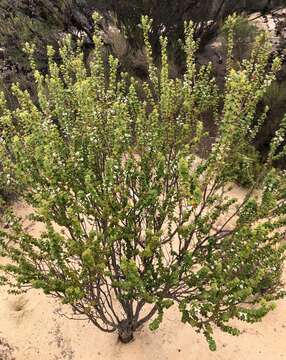 Image of Leucopogon cordifolius Lindl.