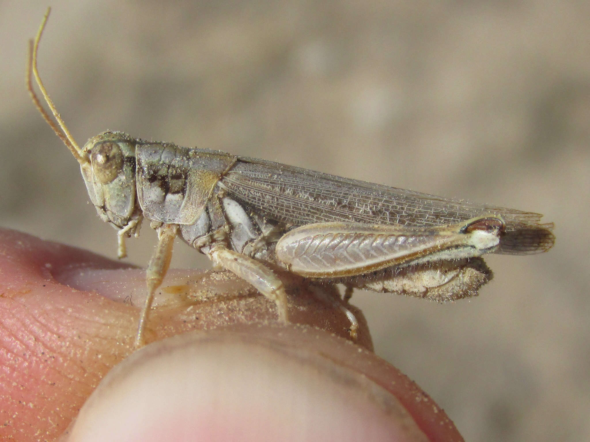 Melanoplus bowditchi Scudder & S. H. 1878的圖片